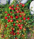 Cranberry-Beere