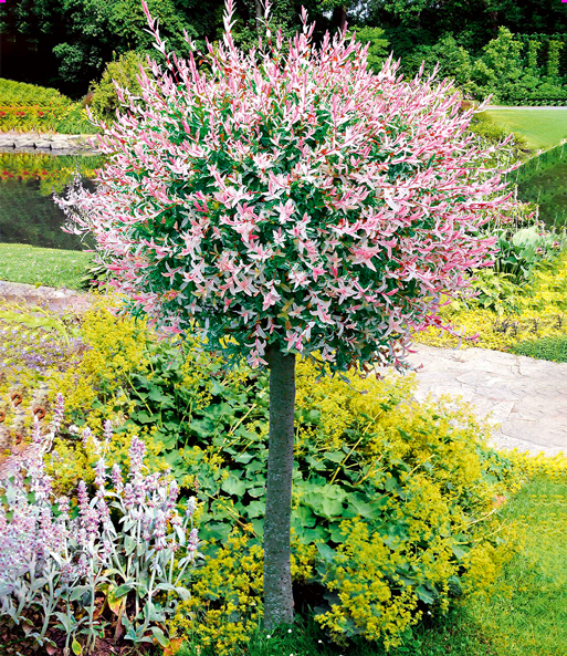 Salix-Stämmchen 'Hakuro Nishiki'