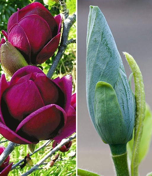 Magnolien-Sortiment zum Vorteilspreis