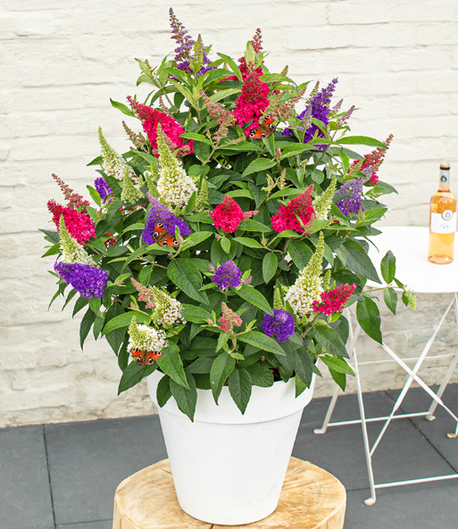 Zwerg-Schmetterlingsstrauch 'Butterfly Candy® Trio'