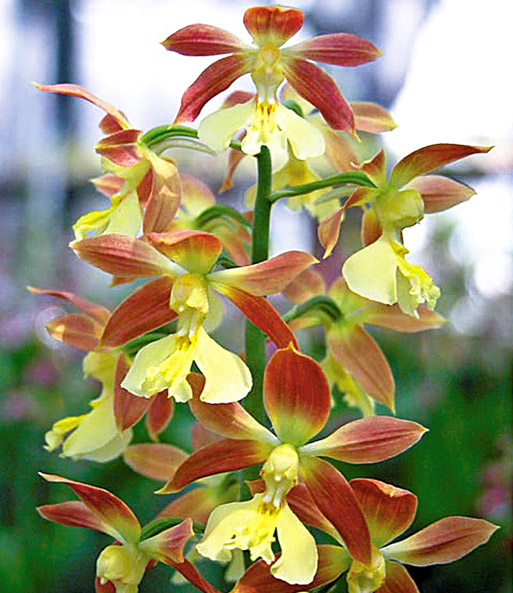 Calanthe Sieboldii Orchideen Winterhart Bei Baldur Garten