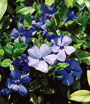 Vinca minor 'Blau'