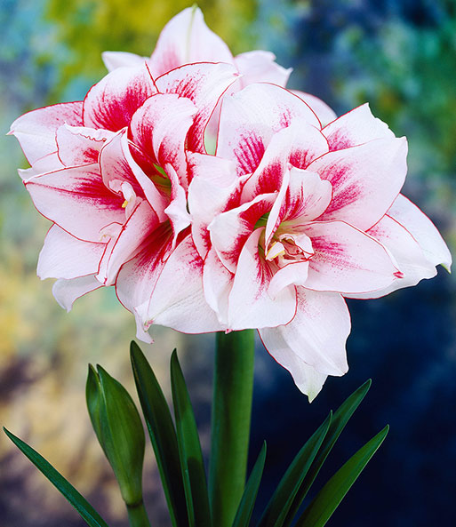 Gefüllte Amaryllis 'Elvas®'