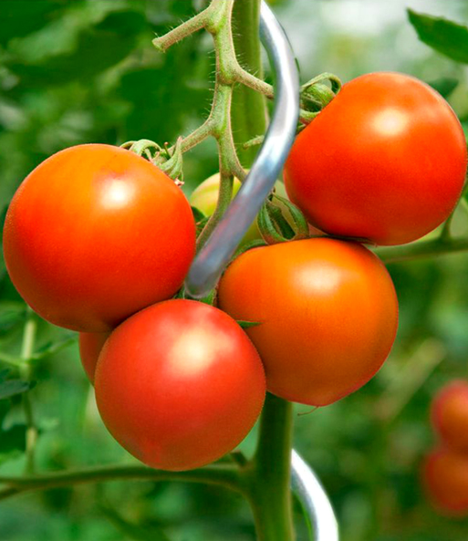 Tomaten-Spiralstab 110 cm 5er-Set