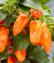 Paprika 'Peppers from Heaven®' F1