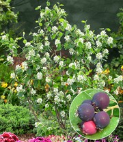 Felsenbirne Amelanchier 'Greatberry® Garden'