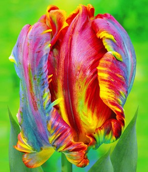 Regenbogen-Tulpe 'Blumex®'