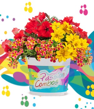 Sommerblumen-Mix 'Passion Combos Sunset'