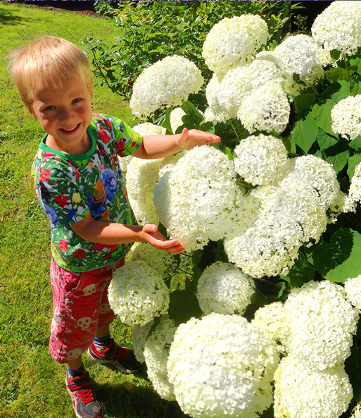 Schneeball-Hortensie 'Annabelle' im 2-Liter Containertopf
