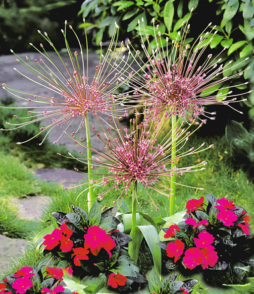 Zierlauch 'Feuerwerk'