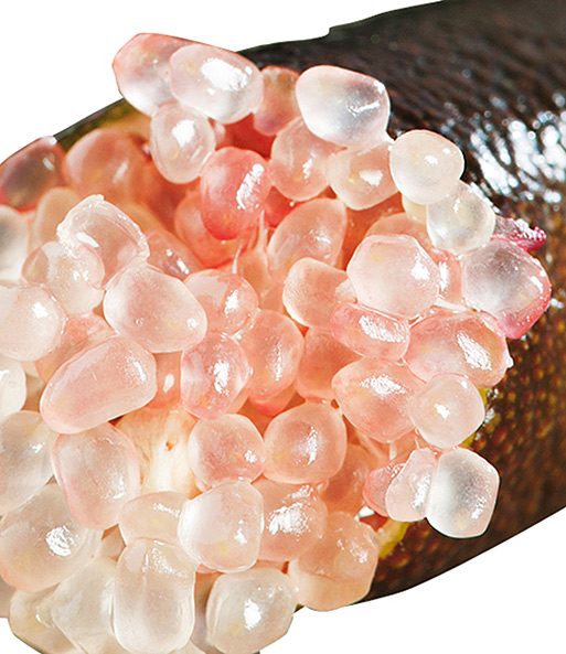 Nahaufnahme einer aufgeschnittenen Frucht der Kaviar-Limette mit rosa Fruchtfleisch. Der Schnitt ist angewinkelt.