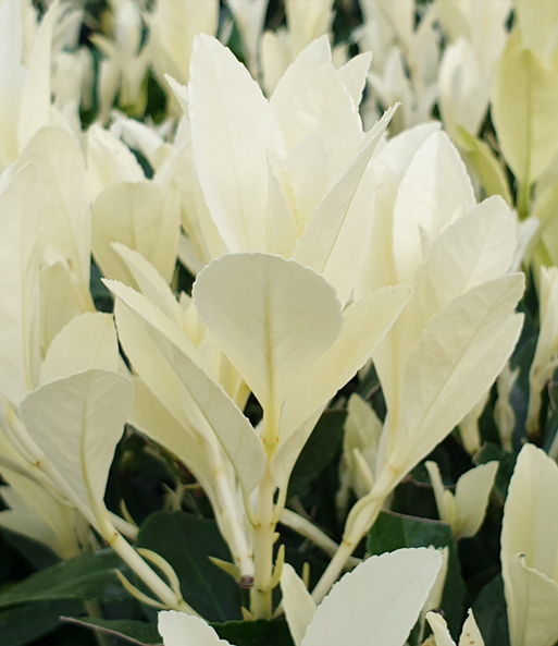Euonymus 'Himalaya'
