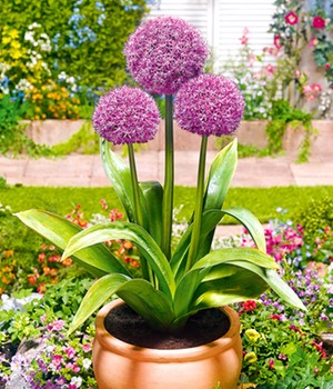 Allium 'Party Balloons'