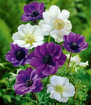 Garten-Anemonen