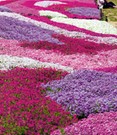 3er Phlox-Mix 'Flowers of the Sea'