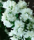 Schneeweißer Duft-Jasmin