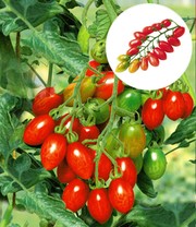 Veredelte Pflaumen-Tomate 'Trilly' F1