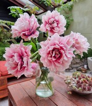 Gefüllte Tulpe 'Magic Sensation'