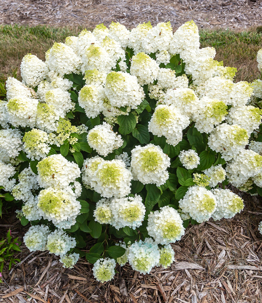 Rispenhortensie 'Little Hottie'