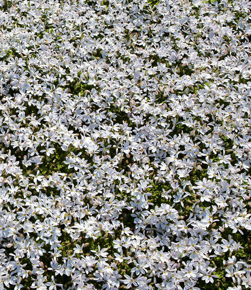 Isotoma 'White Splash'