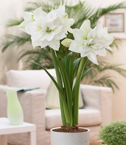 Gefüllte Amaryllis 'Double White' mit Geschenkbox