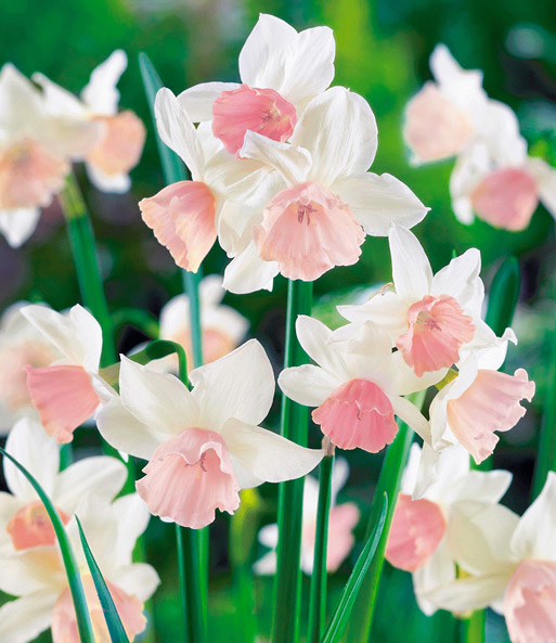 Mini-Narzisse 'Waterperry'