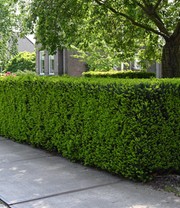 Eiben-Hecke