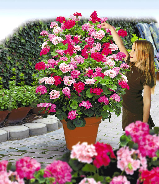 Kletter-Geranien PAC® 'Antik-Serie®' Farb-Mix
