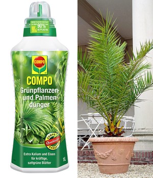 COMPO®  Palmendünger & Kanarische Dattelpalme ca. 60-70 cm hoch