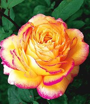 Parfum-Rose 'Mitsouko®'