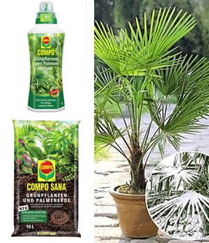 COMPO®  Palmendünger & Palmenerde &Winterharte Kübel-Palme