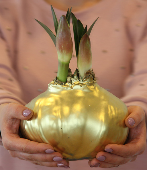 MEGA XXL Wachs-Amaryllis Gold rote Blüte