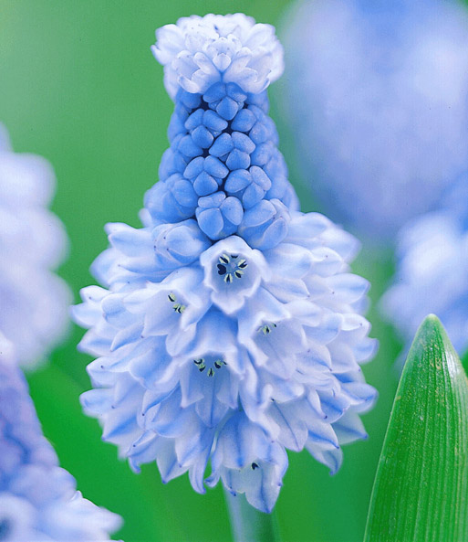 Trauben-Hyazinthe 'Azurblau'