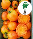 Veredelte Ochsenherz-Tomate 'Orange'