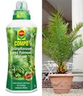 COMPO®  Palmendünger & Kanarische Dattelpalme ca. 60-70 cm hoch