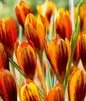 Krokus 'Orange Monarch'