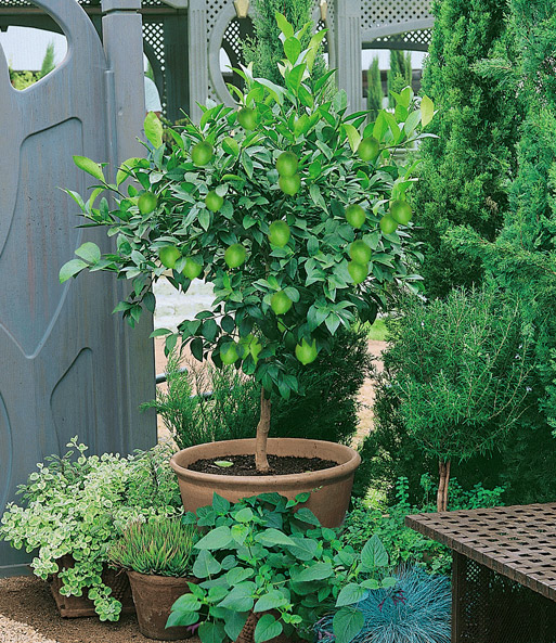 Zitruspflanze 'Limone'