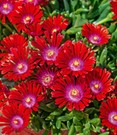 Winterharte Eisblume 'Sundella Red®'