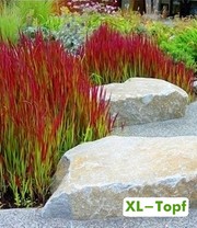 Japanisches Blutgras 'Red Baron' im 14 cm XL-Topf