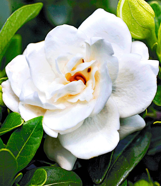 Duft-Gardenia 'Crown Jewel'