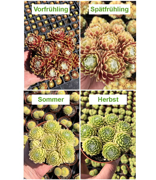 Sempervivum 'Lemon Flare®'