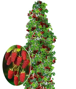 Säulen-Tayberry 'Buckingham'