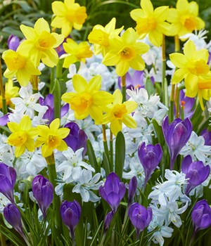 Blumenzwiebel-Mix 'Stars in Heaven'