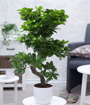 Zimmerbonsai Ficus 'Ginseng' ca. 50-60 cm hoch