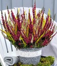 Calluna Knospenheide 'Colour Twister®' im 17 cm XXL-Topf