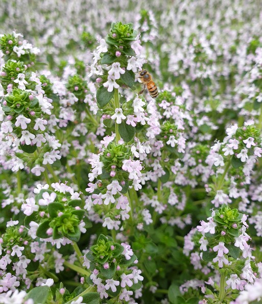 Unzählig viele kleine rosa Blüten des Zitronenthymian haben sich geöffnet und werden von einer Biene bestäubt.