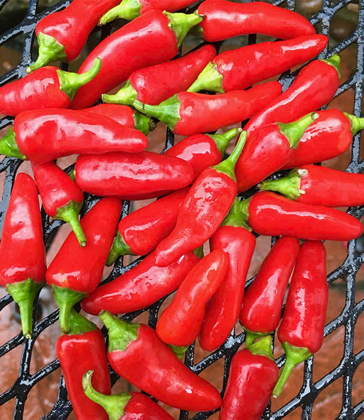 Patio-Chili 'Pikito'