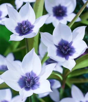Tulpe 'Humilis alba coerulea'