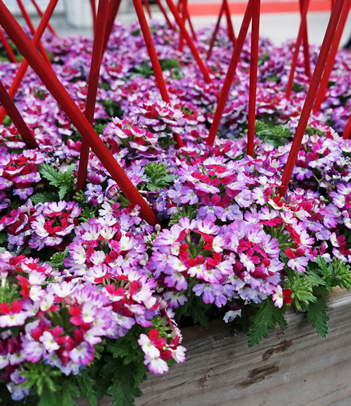 Verbene 'Drums Purple Red'
