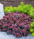 Sedum Sun Sparkler® 'Sedoro Blue Elf'